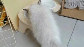 怎么购买外国宠物猫粮