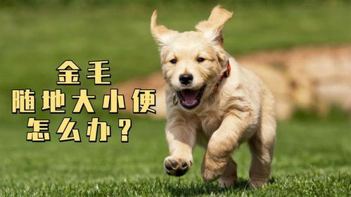 养宠物狗大小便怎么办呀