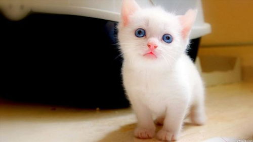 新手宠物猫怎么选