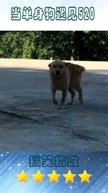 遇到宠物狗会怎么样呢