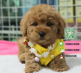 小的贵宾犬多少钱一只