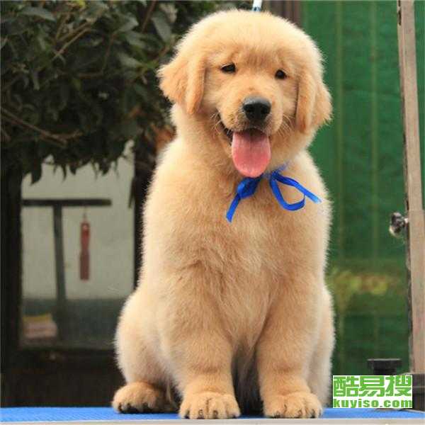 大金毛犬价格多少钱一只