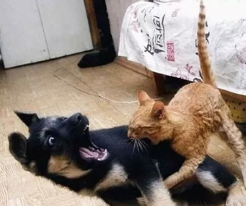 宠物狗被猫咪欺负怎么办