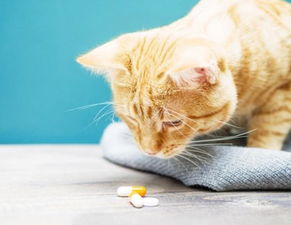 宠物猫该怎么喂药
