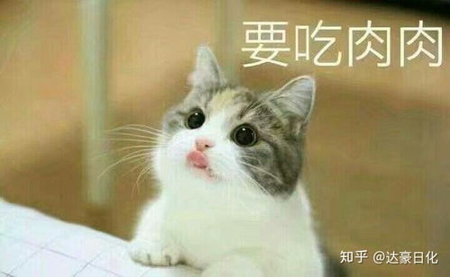 宠物猫吃了老鼠怎么驱虫