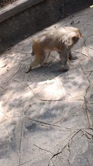 宠物狗的腿摔着了怎么办
