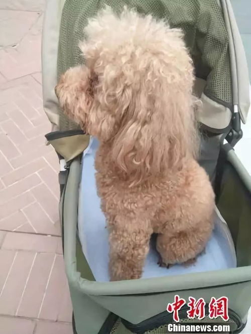 怎么养一个月的宠物狗呢