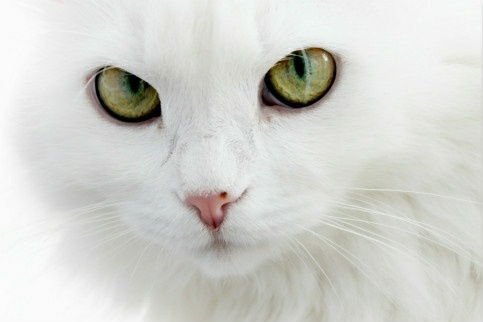 主人婚礼宠物猫怎么摆放