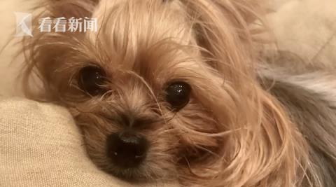 宠物狗怎么快递去外地寄养呢