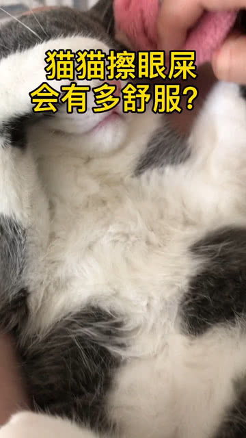 宠物猫怎么擦眼屎的