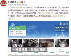 怎么在拍卖行卖宠物狗