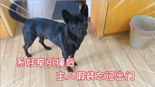 宠物狗牵引绳怎么装的