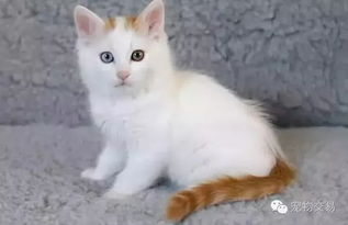 土耳其梵猫多少钱一只