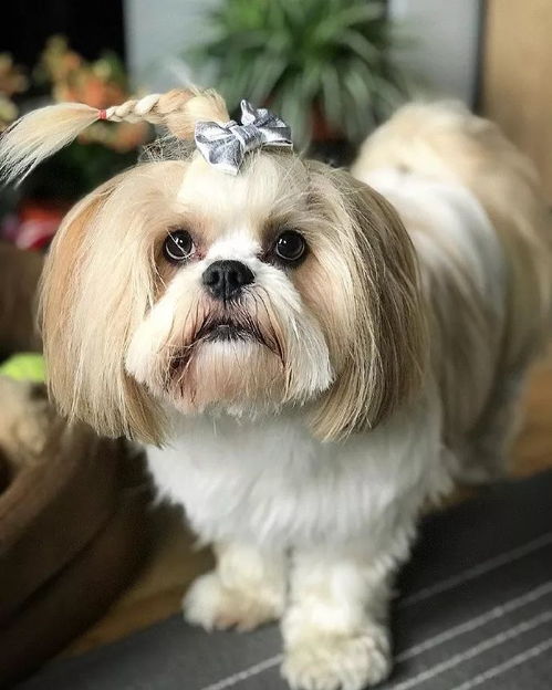 宠物狗有小辫子怎么回事