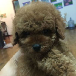 泰迪狗粮一次喂多少