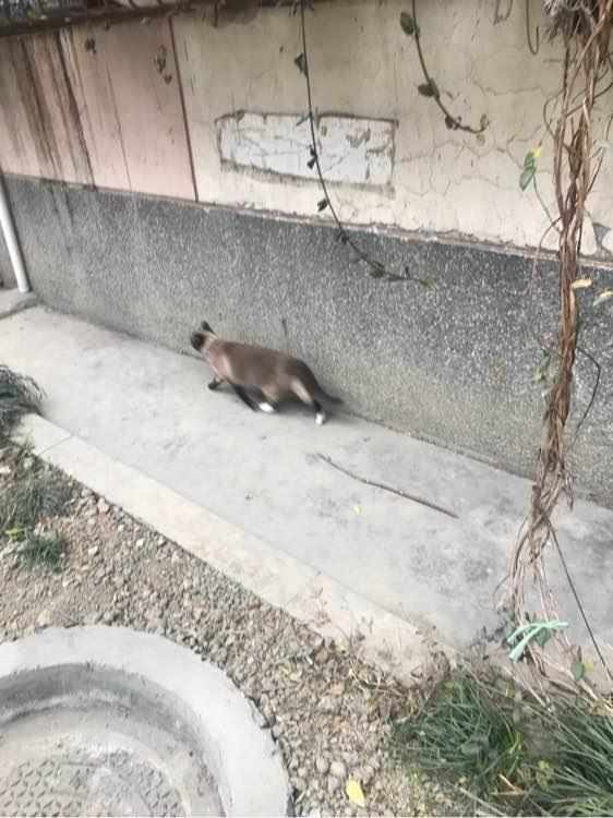 宠物猫丢在小区怎么找