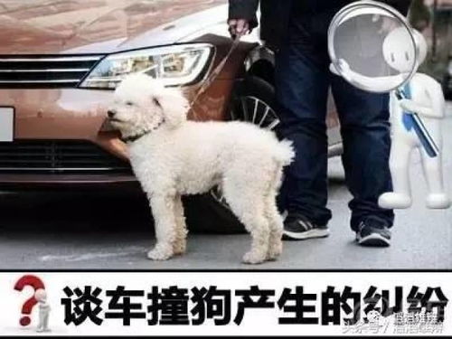 宠物狗一般车祸怎么赔