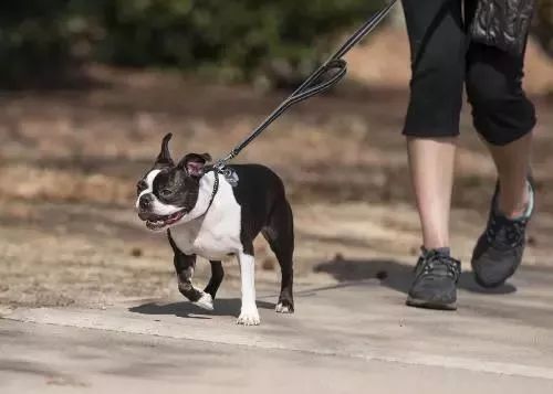 宠物狗把人撞到了怎么办