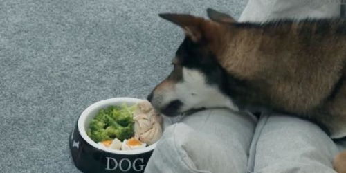 宠物狗瘦身餐怎么做好吃