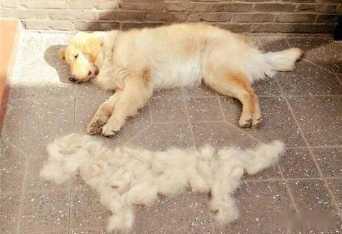 宠物狗掉毛少怎么办