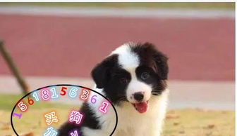 宠物狗怎么选边牧品种好