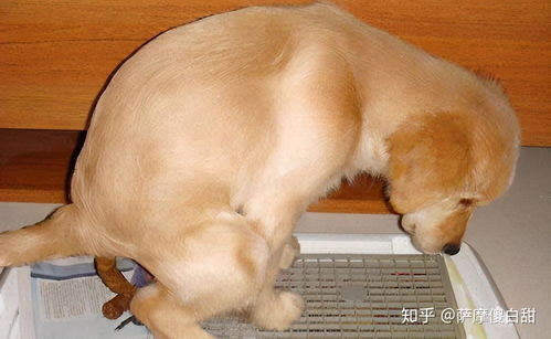 宠物狗拉屎怎么看正常的
