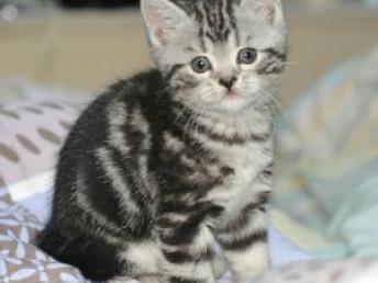 宠物猫重毒怎么处理