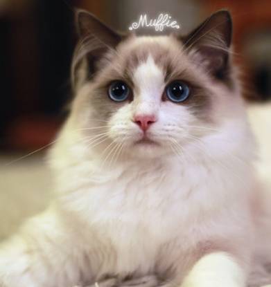 美国布偶猫的价格多少