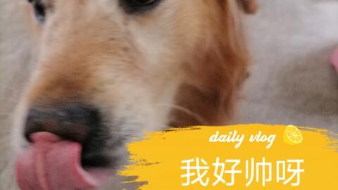 宠物狗在电梯被夹怎么办