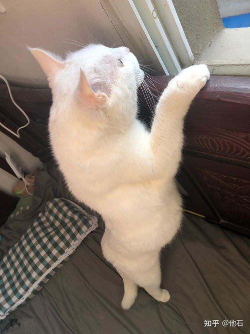 宠物猫怎么拉粑粑的