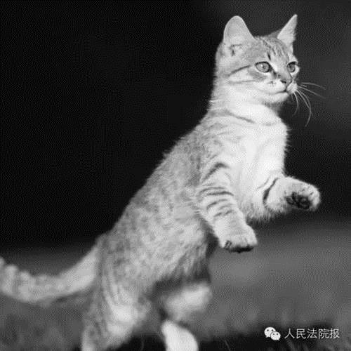打宠物猫事件怎么处理