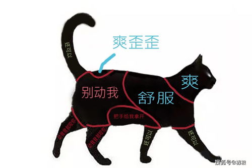 怎么让妈妈喜欢宠物猫