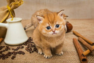 大宠物猫怎么养胖