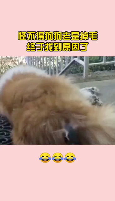 宠物狗的毛怎么会掉了呢