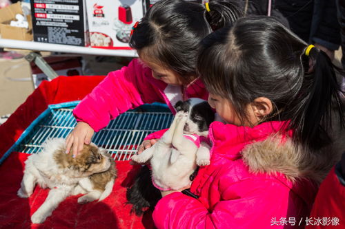 孩子买的新宠物狗怎么养