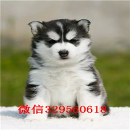 二哈小狗多少钱一只
