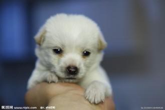 宠物狗拉绿屎怎么回事