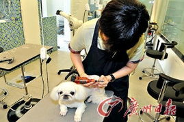 怎么做宠物狗照料员工作