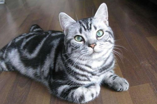 宠物猫瑟瑟发抖怎么回事