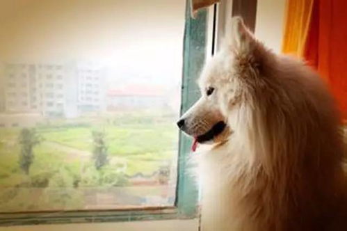 宠物狗在家哭怎么回事啊