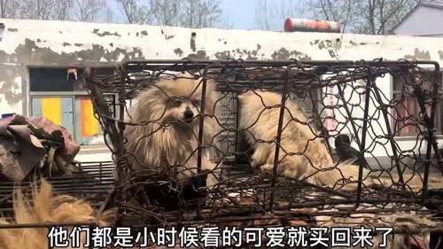宠物狗乡下人怎么养活的