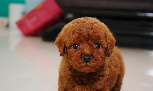 贵宾犬一顿吃多少