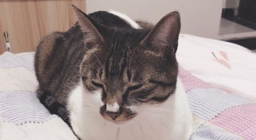 找宠物猫医院怎么找