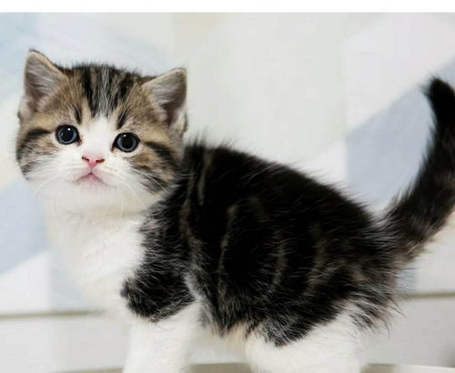 咸鱼怎么买卖宠物猫的猫