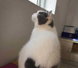宠物猫没人养怎么卖