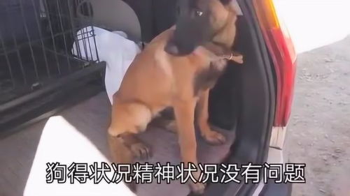 宠物狗长大变土狗怎么办