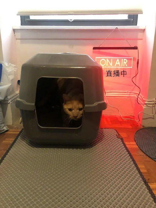 直播间怎么放宠物猫