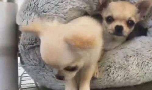 宠物狗做窝怎么做的