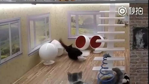 宠物猫房子怎么安装
