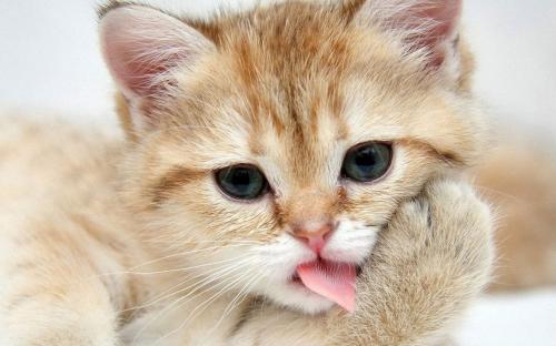 宠物猫吃生鱼怎么办啊